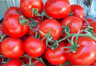 Uzbekistan reveals volume of tomato exports in 1Q2024